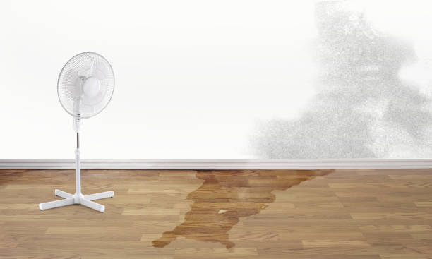 Best Water damage restoration mold remediation  in Stanley, WI